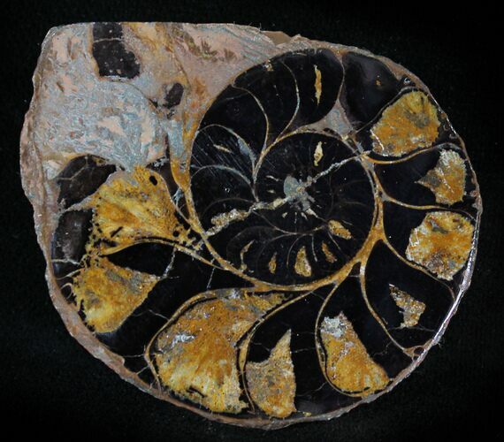 Iron Replaced Ammonite Fossil (Half) #23880